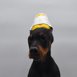 Yellow collar male - Black and rust male Doberman Pinscher puppy in Lafayette, Louisiana from Indah Lux Dobermans