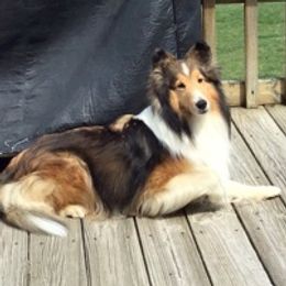 Rayna - Shetland Sheepdog