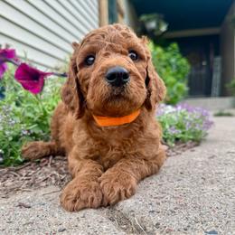 Conrad - Red male Irish Doodle puppy in Hammond, Wisconsin from Queen of the Hill Puppies