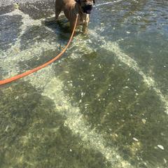Cane Corso All Grown Up from Ironhide Cane Corso Italiano Kennels