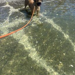 Cane Corso All Grown Up from Ironhide Cane Corso Italiano Kennels