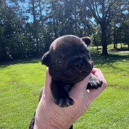 Rip - Brindle male French Bulldog puppy in Cleveland, Tennessee from Grammer's Southern Breeding