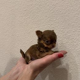 8000 - Exclusive- Senator - Chocolate brindled fawn male Chihuahua puppy in Burleson, Texas from Tiny Diiamond Chihuahua