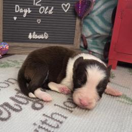 Cleo - Red female Border Collie puppy in Gary, Indiana from Lake Ridge Border Collies