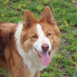 Chubers - Border Collie