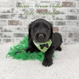 Lucas - Black male Goldendoodle puppy in Taylor, Michigan from Mi Best Doodle Ever, LLC