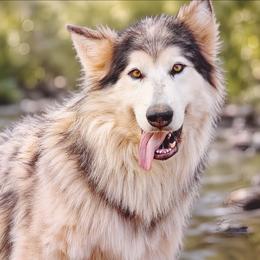 Iksi - Native American Indian Dog