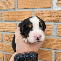 Diamond - Black rust and white female Bernese Mountain Dog puppy in Inman, South Carolina from Shadow Acres