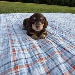 Hazel - Chocolate and cream female Dachshund puppy in New Albany, Mississippi from Double A. Doxies