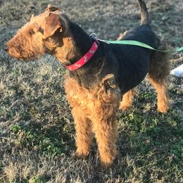 Munya  - Airedale Terrier