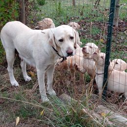 Labrador Retriever Puppies from Taylor Maid Labradors