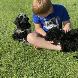 Goldendoodle Puppies from DM Hilltop FURfamily