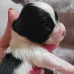 Black n white male 3 - White and black male Papillon puppy in Florida from Tammy's Papillon Playpen