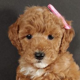 Poodles from Crimson Ridge Poodles