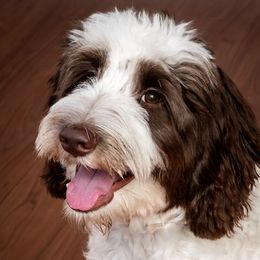 Oakley - Australian Labradoodle