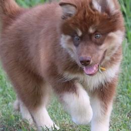 Rowan - Red and white male Siberian Husky puppy in Gorman, Texas from Bransford Paw Pack/Timber Huskies