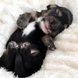 Jack Skellington - Black and cream male Dachshund puppy in Perris, California from THE DACH HOUSE ♡