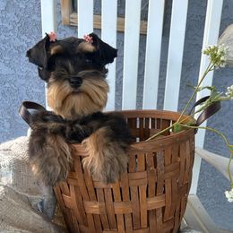Bubbles - Miniature Schnauzer