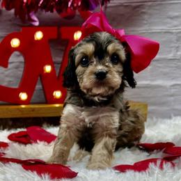 Ivy - Chocolate female Cavapoo puppy in Lancaster, Missouri from Cavapoo Acres