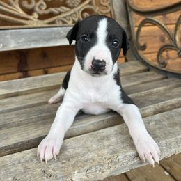 Kinley - White and black female Whippet puppy in West Plains, Missouri from Sycamore Ridge Puppies