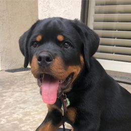 Rottweiler Puppies from Von Der Hing Rottweilers