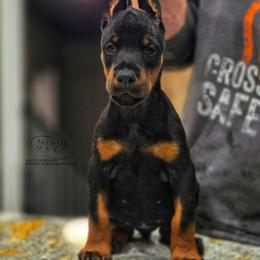 Krystal - Black and rust female Doberman Pinscher puppy in China Township, Michigan from Snell's Superior Kennel Dobermann & GSP