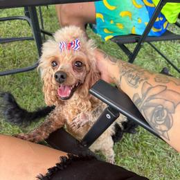 Poodle puppies from Lixira Poodles LLC