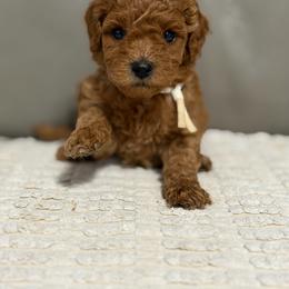 Girl 2 - Red  female Goldendoodle puppy in Sacramento, California from Golden Heart Doodles