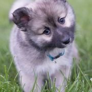Icelandic Sheepdogs from Thrymheims Icelandics
