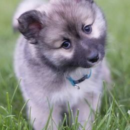 Icelandic Sheepdogs from Thrymheims Icelandics