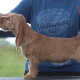 Basset Fauve de Bretagne and German Wirehaired Pointer Puppies from Afterhours German Wirehaired Pointers and Basset Fauve de Bretagne