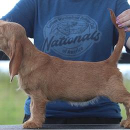 Basset Fauve de Bretagne and German Wirehaired Pointer Puppies from Afterhours German Wirehaired Pointers and Basset Fauve de Bretagne