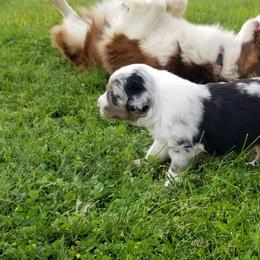 Saul - Australian Shepherd puppy in Powell, Wyoming from Waterworth Australian Shepherds