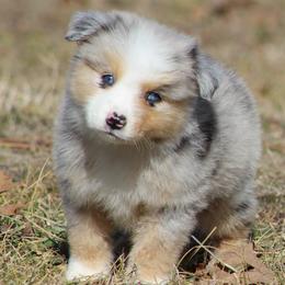 Phoenix - Blue merle male Miniature Australian Shepherd puppy in Quapaw, Oklahoma from Rocky Hill Aussies