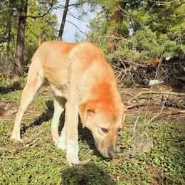 Central Asian Shepherd Dog puppies from VSH Kangal Dogs & Central Asian Shepards/Alabai