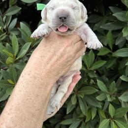 Golden Retriever Puppies from Sanctuary Ranch Goldens