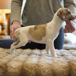 Bass - White and fawn brindle male Whippet puppy in Atlanta, Georgia from Sinaj