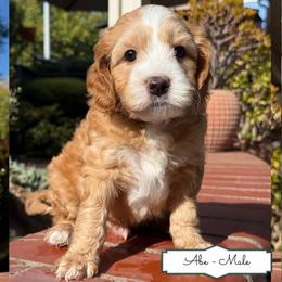 Abe - Apricot male Australian Labradoodle puppy in Citrus Heights, California from Elite Blend Labradoodles