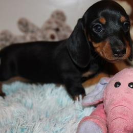Girl 1 - Black and tan female Dachshund puppy in Craig, Colorado from Rocky Mountain Shih Tzus and Dry Creek Miniature Dachshunds