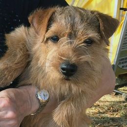 Norfolk Terriers from Abella Norfolks
