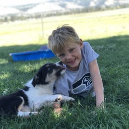 Border Collie Puppies from Gold Creek Ranch Border Collies