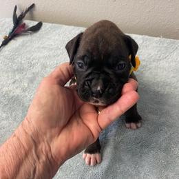 Girl 2 - female Boxer puppy in Cookville, Texas from Linde Bostons/Tomlin Boxers