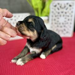 Black Cherry - Phantom female Pyredoodle puppy in Bowling Green, Ohio from FDF Pyredoodles & Bernedoodles