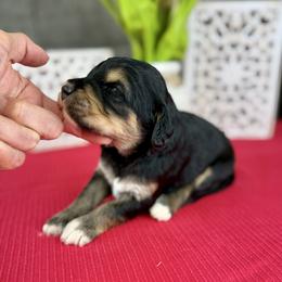 Black Cherry - Phantom female Pyredoodle puppy in Bowling Green, Ohio from FDF Pyredoodles & Bernedoodles