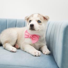 Siberian Husky Puppies from HuskiesWithFinesse