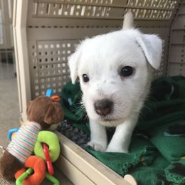 Jack Russell Terrier Puppies from Ground Force Jack Russell Terriers