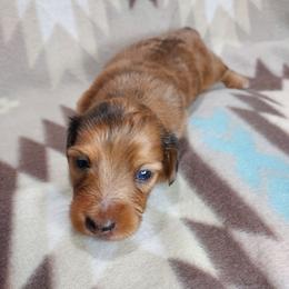 IKE - Red Dapple - Dapple male Dachshund puppy in Swink, Oklahoma from Palali Farm