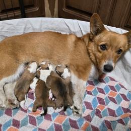 Boy 3 - Red male Pembroke Welsh Corgi puppy in Middleburg, Florida from Mulkeys Little Corgis
