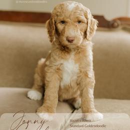 Jonny Cash - Apricot male Goldendoodle puppy in Hiddenite, North Carolina from Rose and Reid Doodles
