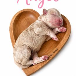 Angel(Pink) - Cream female Poodle puppy in Stuart Fl, Florida from Lincoln & Lady Co.